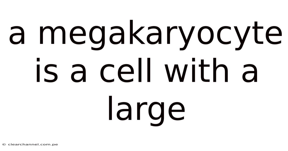A Megakaryocyte Is A Cell With A Large
