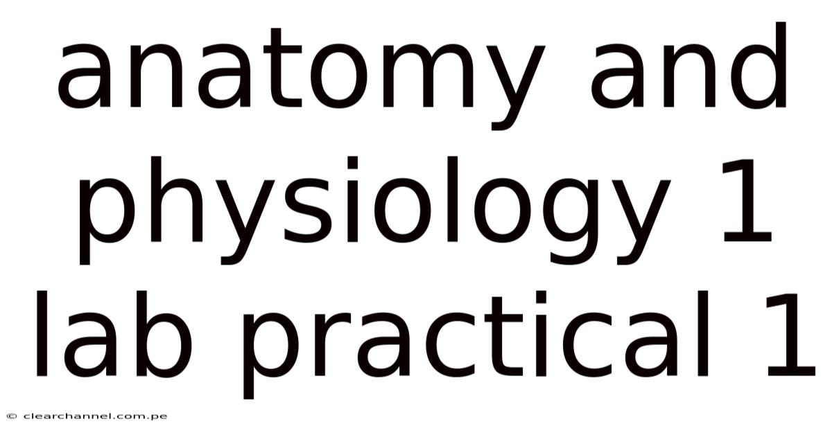 Anatomy And Physiology 1 Lab Practical 1