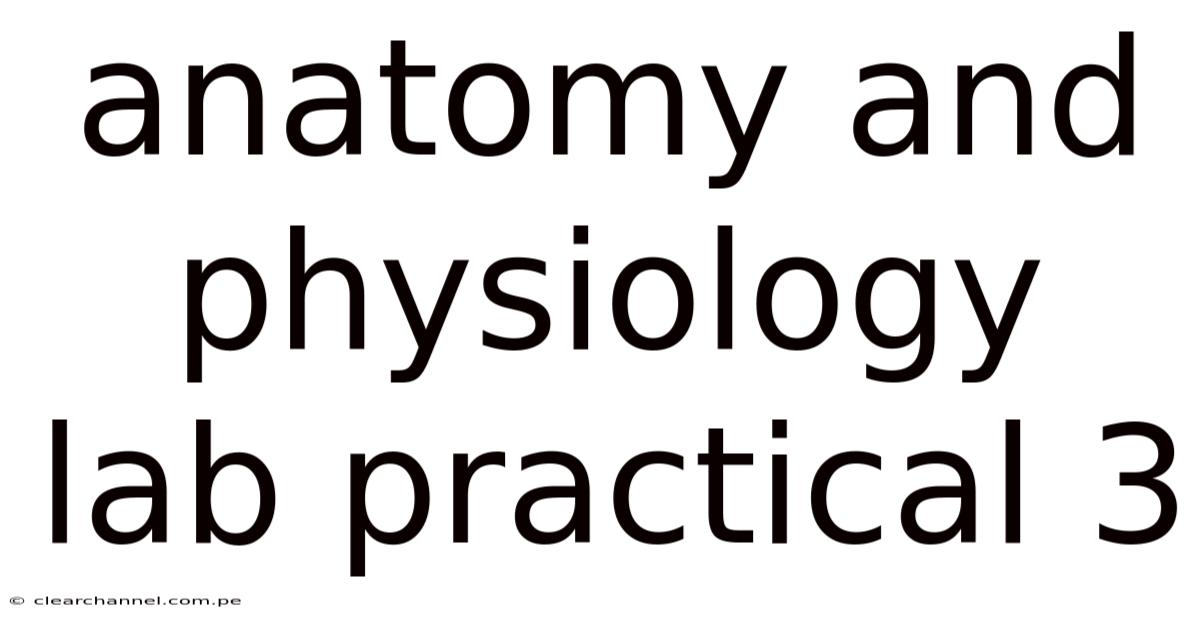 Anatomy And Physiology Lab Practical 3
