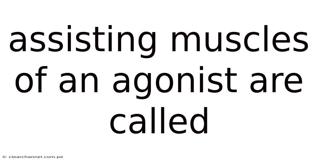 Assisting Muscles Of An Agonist Are Called