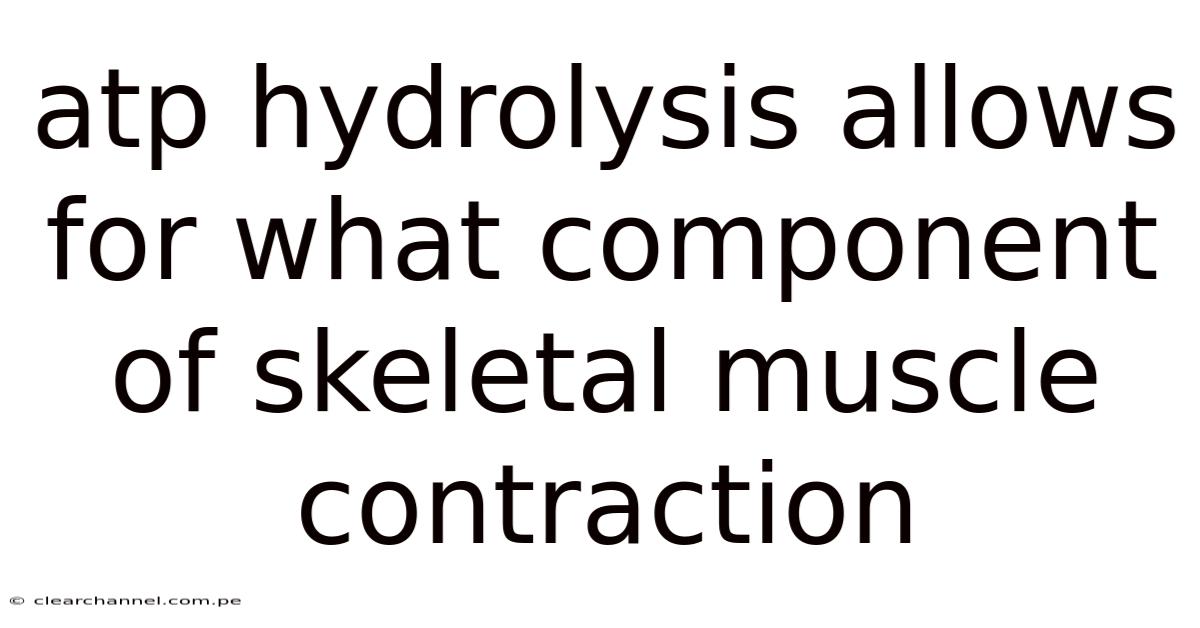 Atp Hydrolysis Allows For What Component Of Skeletal Muscle Contraction