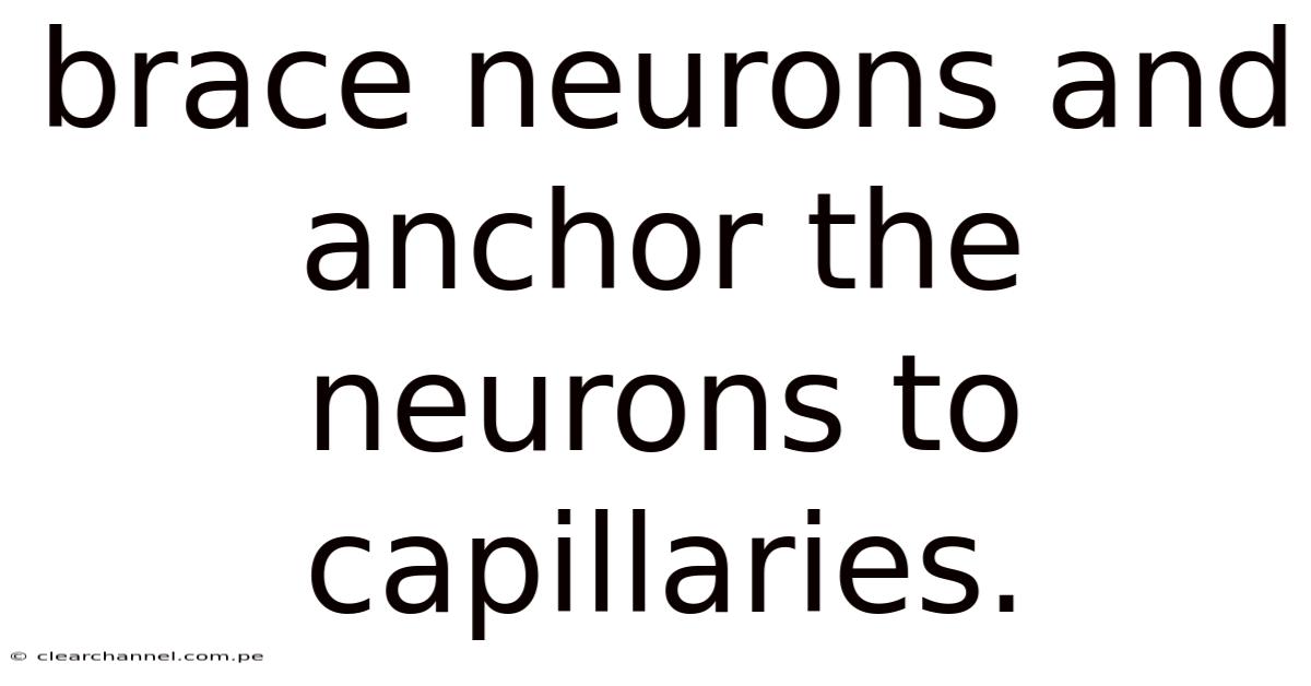 Brace Neurons And Anchor The Neurons To Capillaries.