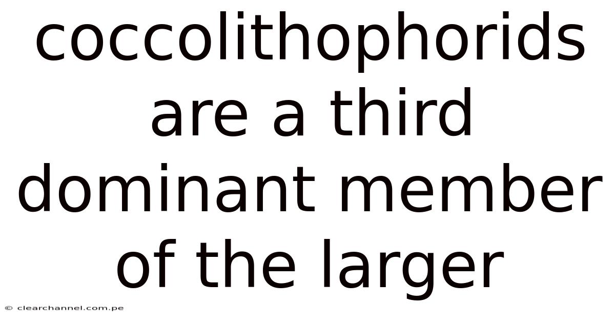 Coccolithophorids Are A Third Dominant Member Of The Larger