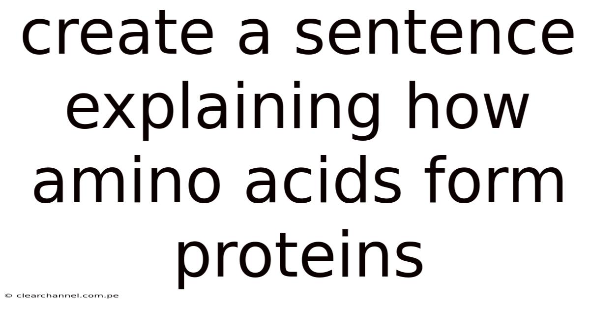 Create A Sentence Explaining How Amino Acids Form Proteins