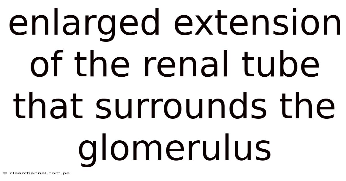 Enlarged Extension Of The Renal Tube That Surrounds The Glomerulus