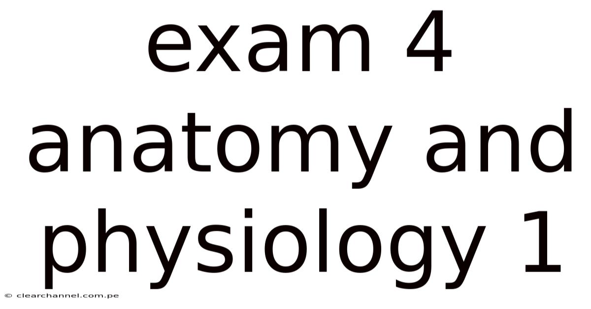 Exam 4 Anatomy And Physiology 1