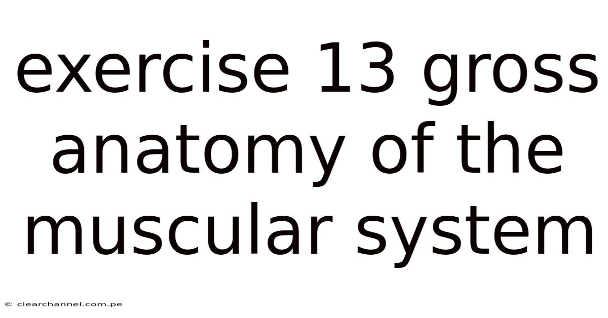Exercise 13 Gross Anatomy Of The Muscular System