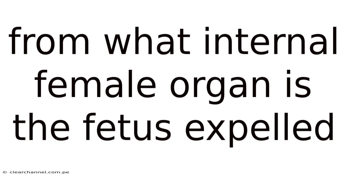 From What Internal Female Organ Is The Fetus Expelled