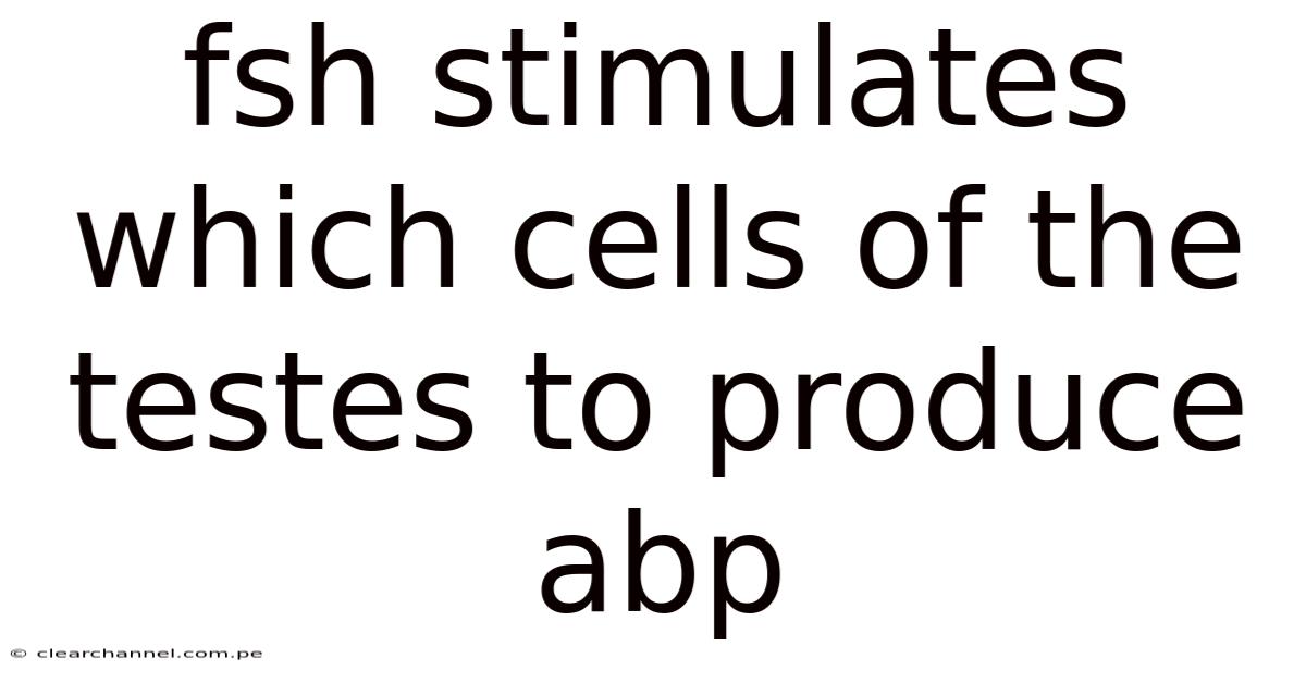 Fsh Stimulates Which Cells Of The Testes To Produce Abp