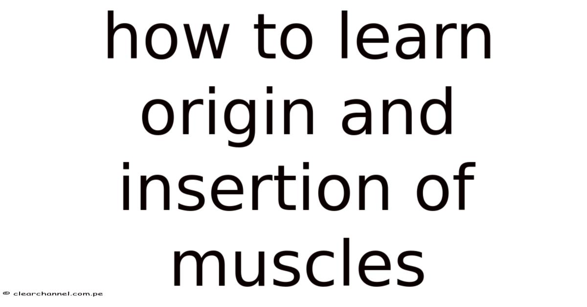 How To Learn Origin And Insertion Of Muscles