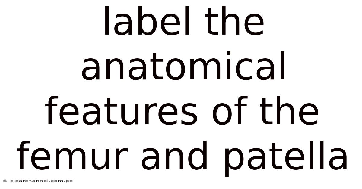 Label The Anatomical Features Of The Femur And Patella