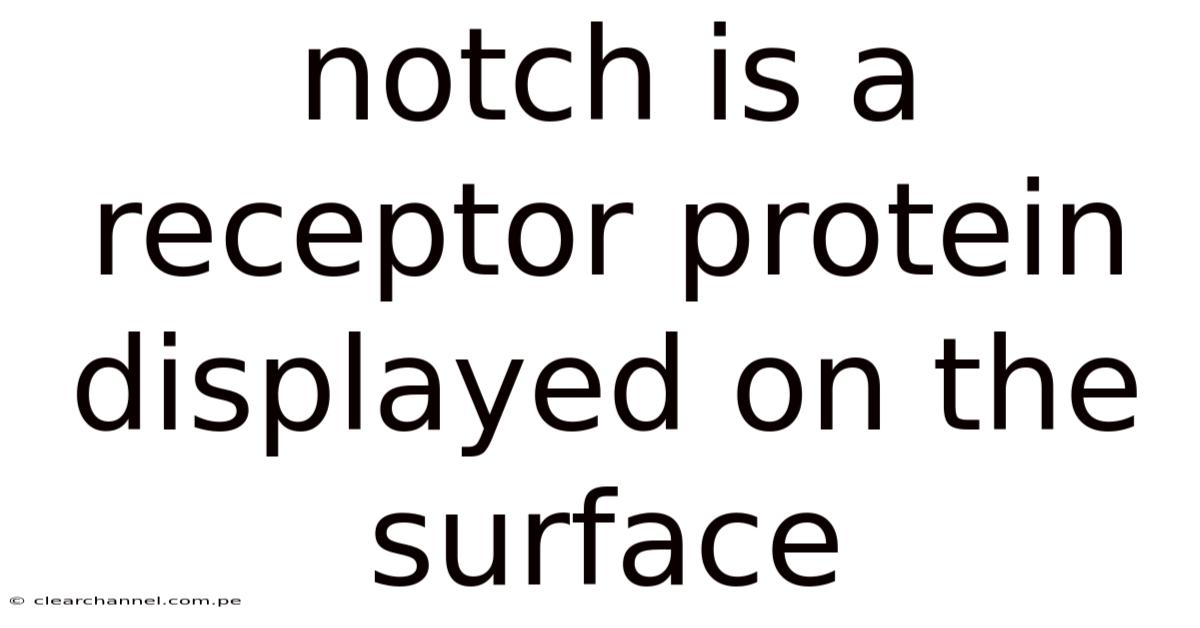 Notch Is A Receptor Protein Displayed On The Surface
