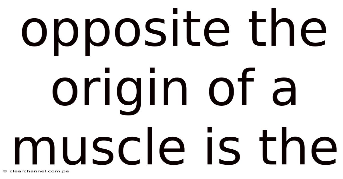 Opposite The Origin Of A Muscle Is The