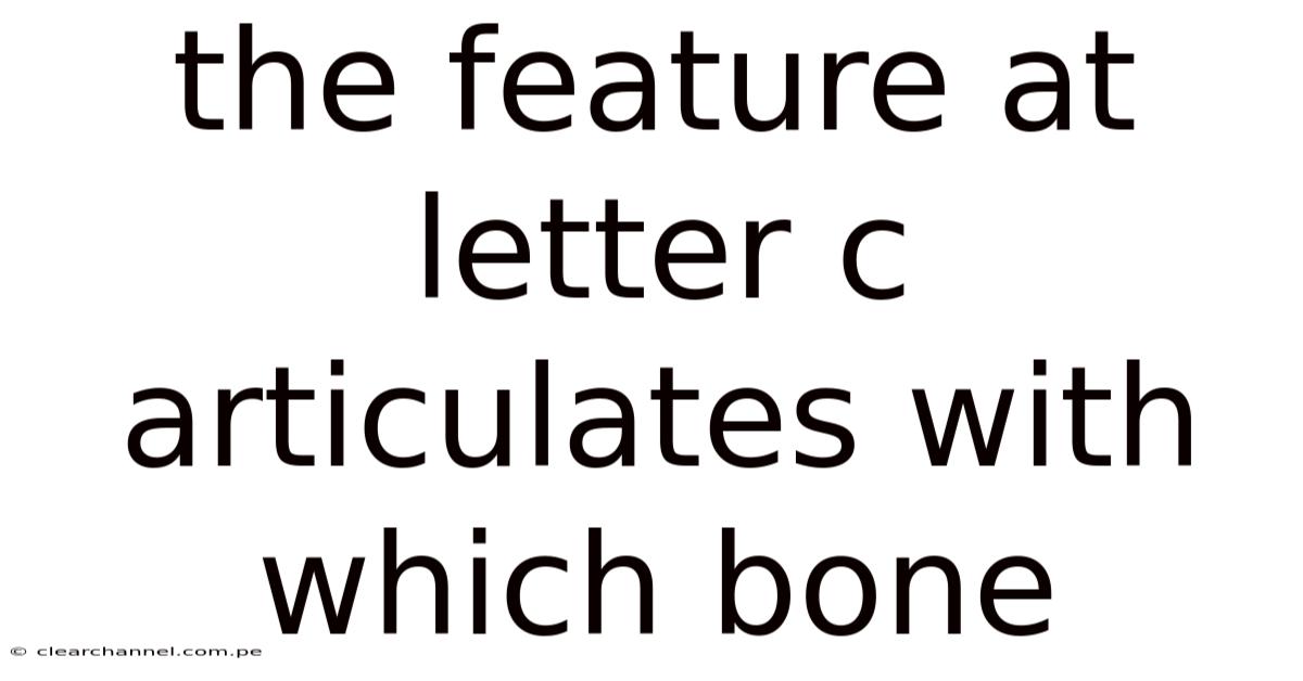 The Feature At Letter C Articulates With Which Bone