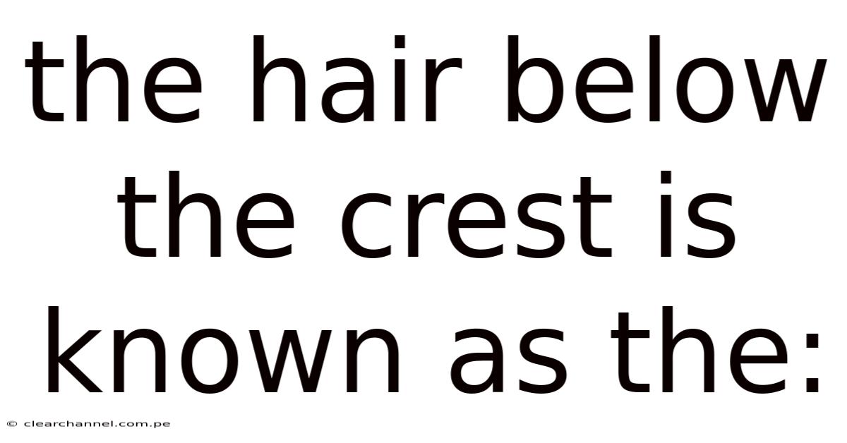 The Hair Below The Crest Is Known As The: