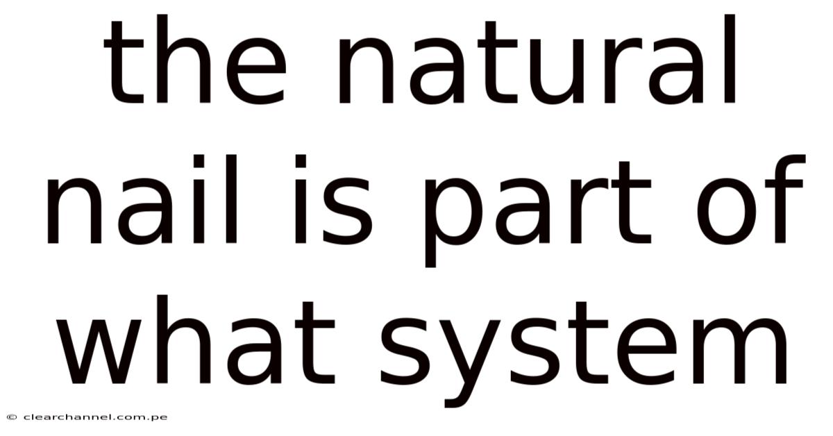 The Natural Nail Is Part Of What System