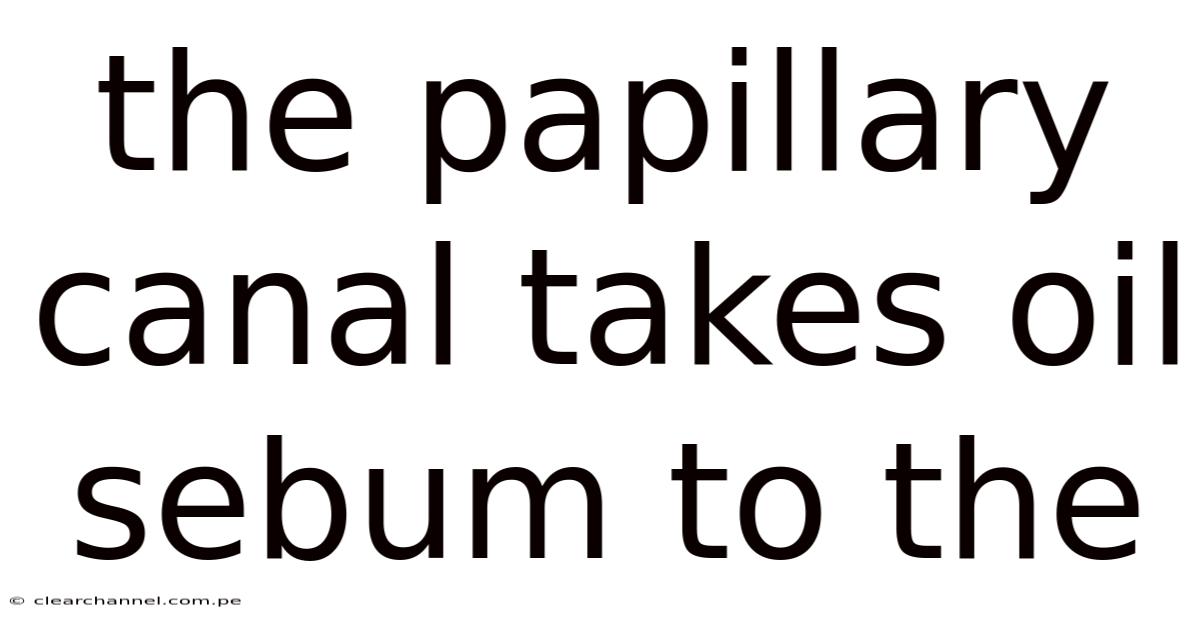 The Papillary Canal Takes Oil Sebum To The