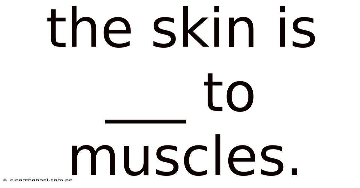 The Skin Is ___ To Muscles.