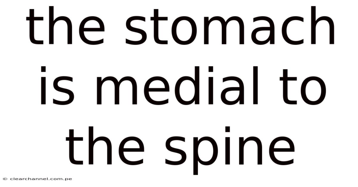 The Stomach Is Medial To The Spine