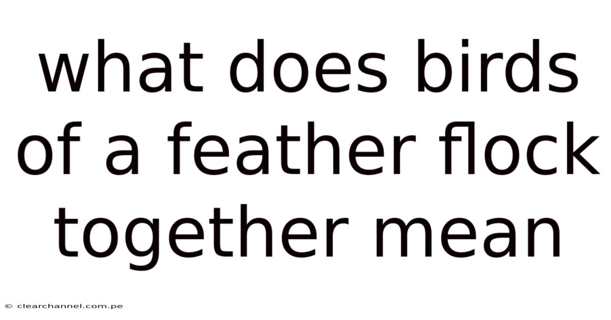 What Does Birds Of A Feather Flock Together Mean