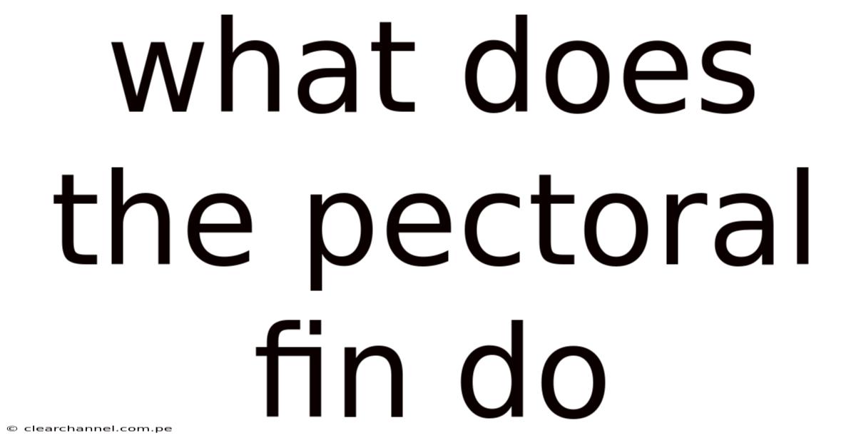What Does The Pectoral Fin Do