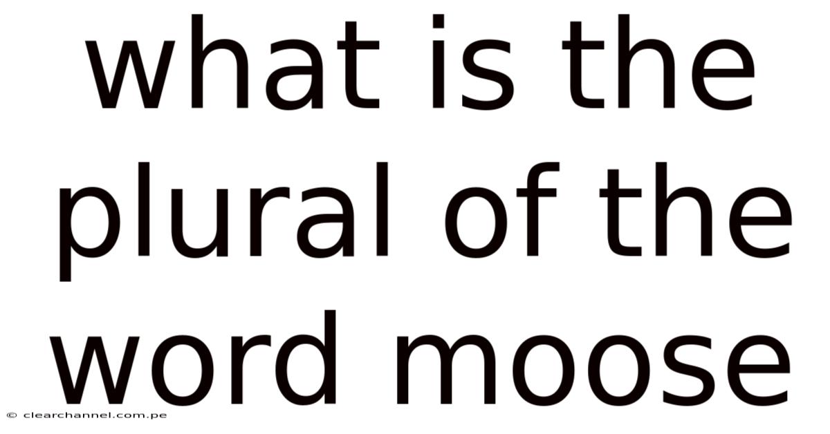 What Is The Plural Of The Word Moose