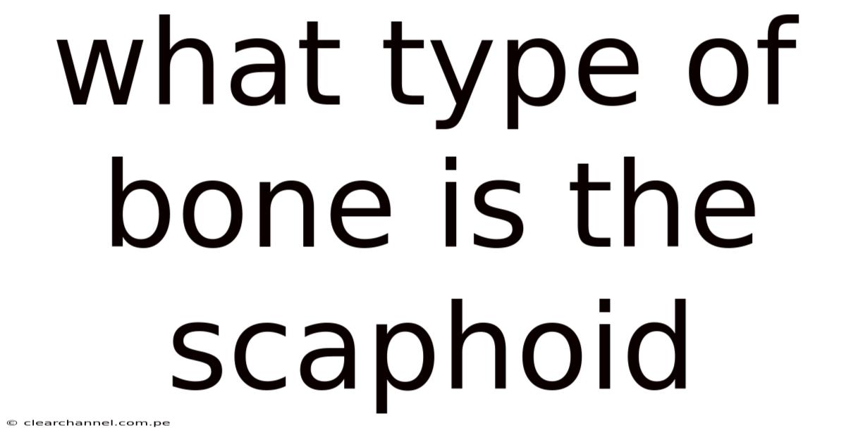What Type Of Bone Is The Scaphoid