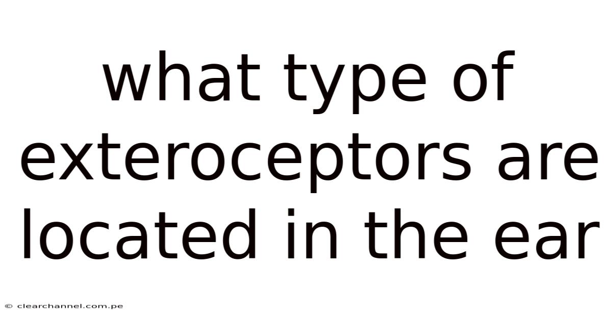 What Type Of Exteroceptors Are Located In The Ear