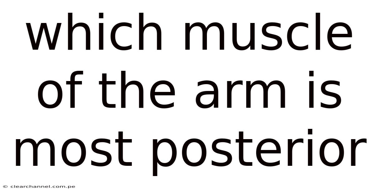 Which Muscle Of The Arm Is Most Posterior