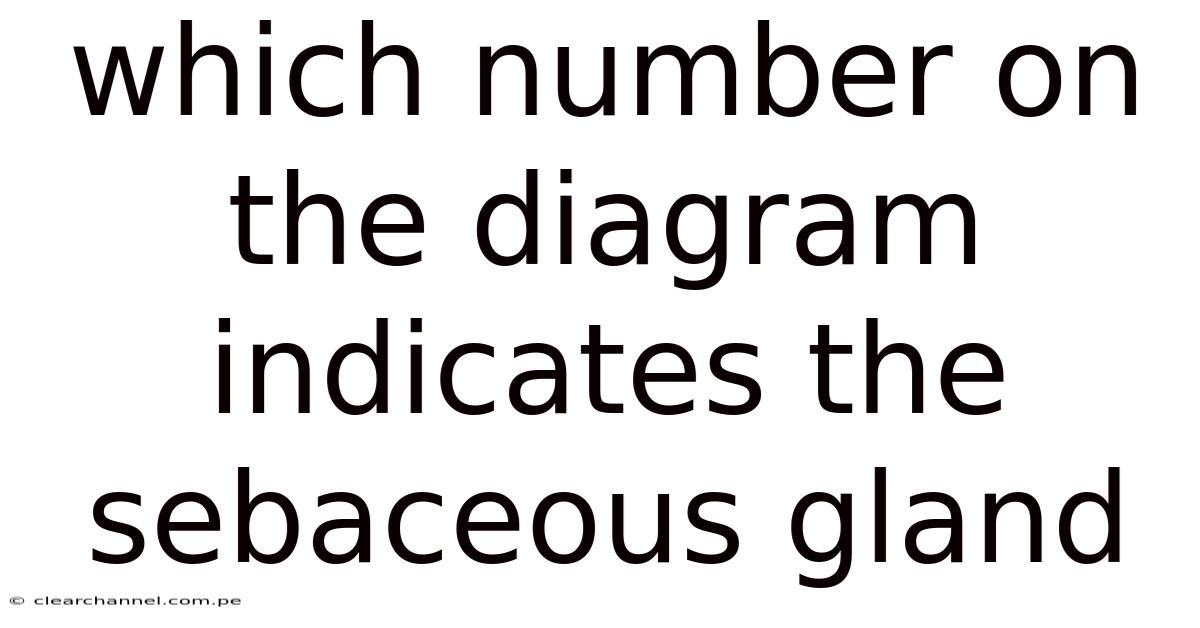 Which Number On The Diagram Indicates The Sebaceous Gland