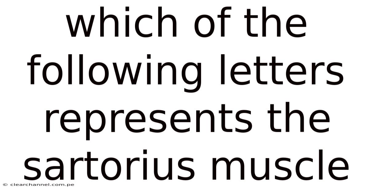 Which Of The Following Letters Represents The Sartorius Muscle