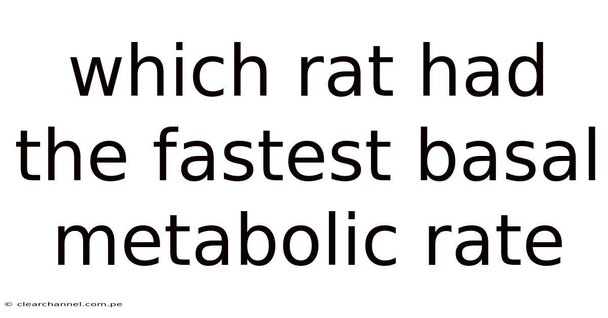 Which Rat Had The Fastest Basal Metabolic Rate