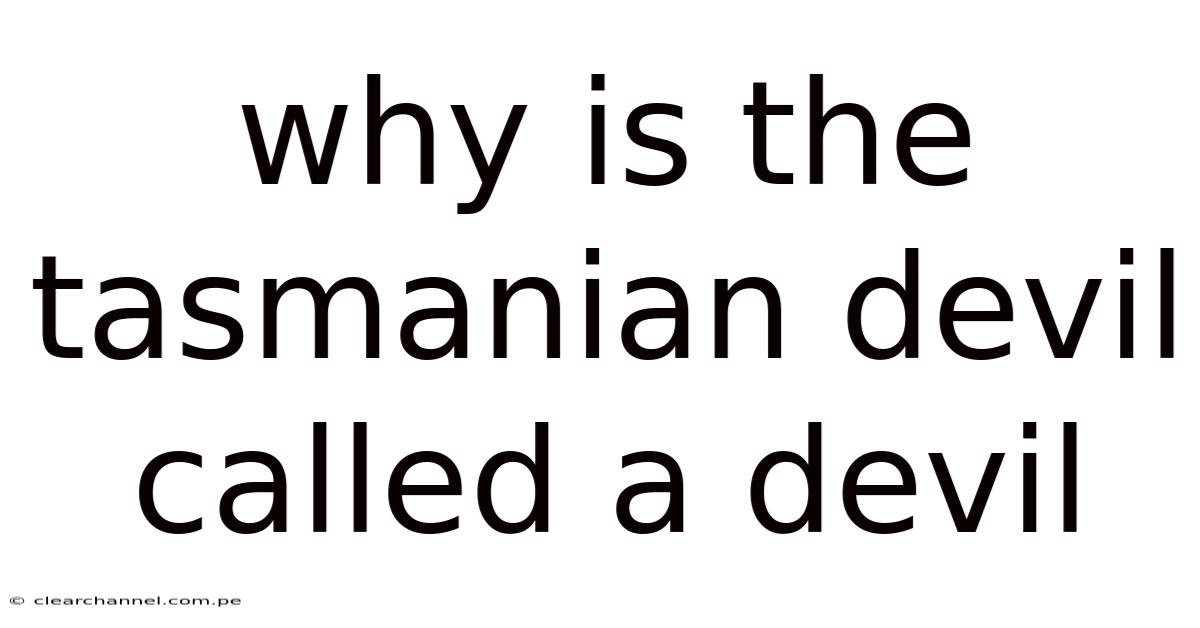 Why Is The Tasmanian Devil Called A Devil